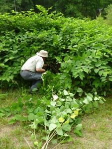 Volunteers work to remove Japanese Knotweed from riparian areas along Wilson Creek