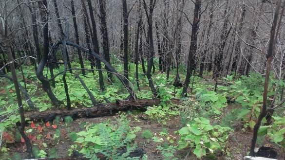 Paulownia seedlings carpet the forest in areas where the Table Rock fire burned with high intensity near Chimney Gap