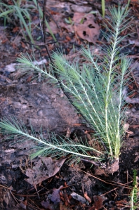 Pinaceae Pinus echinata - shortleaf pine: Form, shortleaf will often resprout from its basal crook following a fire.