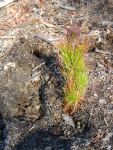 Newly-planted 2yr shortleaf pine seedling at Miller Mountain