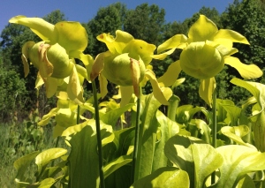 Despite producing these large, awesome flowers, the green pitcher plant reproduces mostly asexually through its rhizomes.