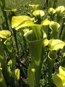 The green pitcher plant (Sarracenia oreophila)
