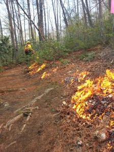 A prescribed fire at Lake James. Fire can help reduce the density of shrubs in the understory and increase herbaceous plant diversity.