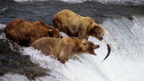 bears__salmon